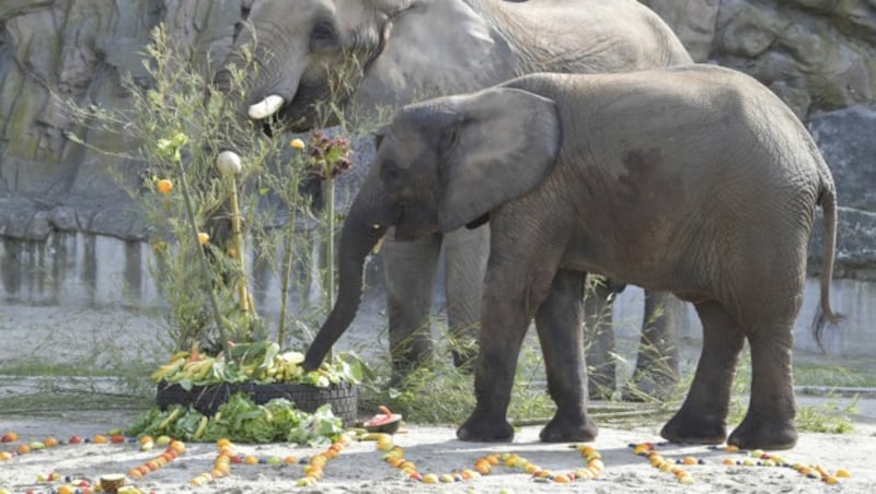 Elefantendame Iqhwa (vorne) im Tiergarten Schönbrunn hat gelernt, auf Geheiß zu tröten. (Bild: APA/NORBERT POTENSKY)