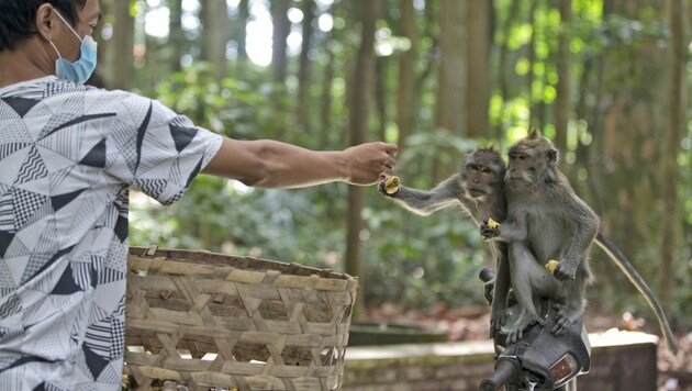 Ein Arbeiter füttert Makaken im Sangeh Monkey Forest, damit sie nicht auf die schiefe Bahn geraten und in Häuser einbrechen. (Bild: Associated Press)