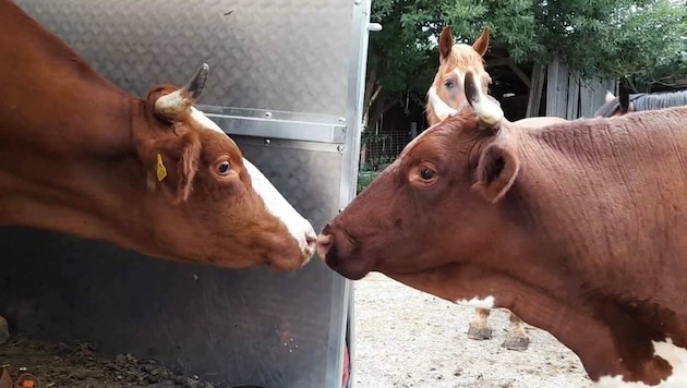 Herzzerreißend! Mama und Kind erkannten sich sofort nach vier Jahren wieder! (Bild: Purzel und Vicky)