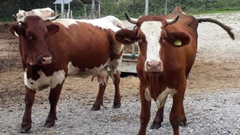 Die beiden sind unzertrennlich. (Bild: Purzel und Vicky)