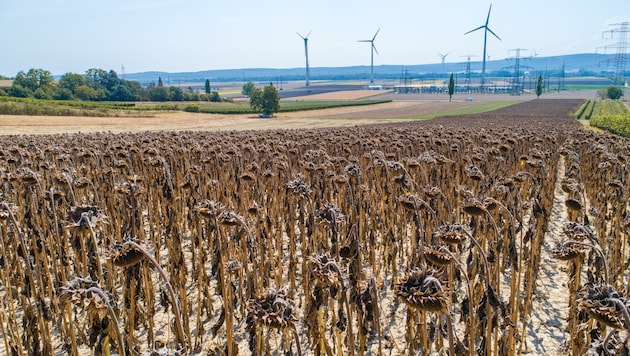 Zu den Folgen des Klimawandels zählen massive Dürreperioden. (Bild: ViennaPress / Andreas TISCHLER)