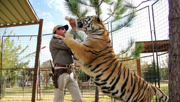 Joe Exotic füttert in der TV-Doku „Tiger King“ einen Tiger. (Bild: ©2020 NETFLIX)