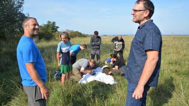 Forscher bei der Arbeit: Zikaden, Wanzen, Schmetterlingsarten – alles, was im Burgenland kreucht und fleucht, wird erfasst und mit älteren Daten verglichen. (Bild: Charlotte Titz)