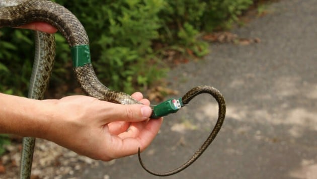 Eine japanische Rattenschlange, die mit einem GPS-Transmitter ausgestattet wurde. (Bild: Hannah Gerke)
