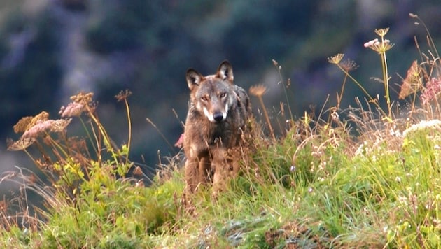 Einer der Kärntner Wölfe. Diese Aufnahme hat ein Jäger in den Karnischen Alpen gemacht. (Bild: Stefan Hofer)
