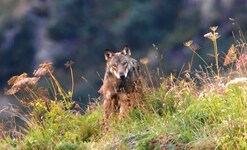 Einer der Kärntner Wölfe. Diese Aufnahme hat ein Jäger in den Karnischen Alpen gemacht. (Bild: Stefan Hofer)