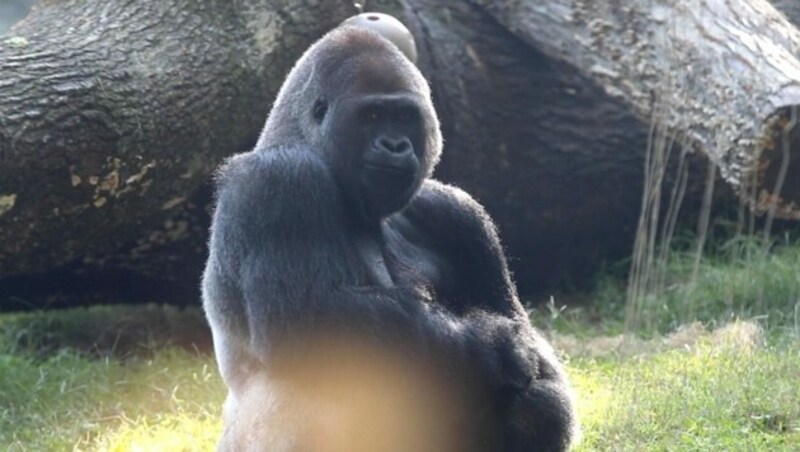 Im Zoo von Atlanta sind 20 Gorillas am Coronavirus erkrankt. (Bild: kameraone)