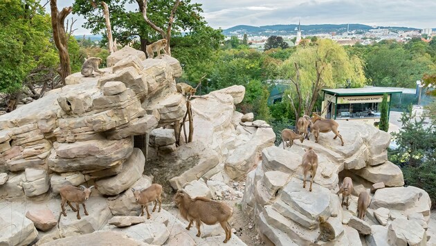 Die Tiere sind vor kurzem eingezogen und erkunden alles ganz genau. (Bild: HORST BERNHARD)