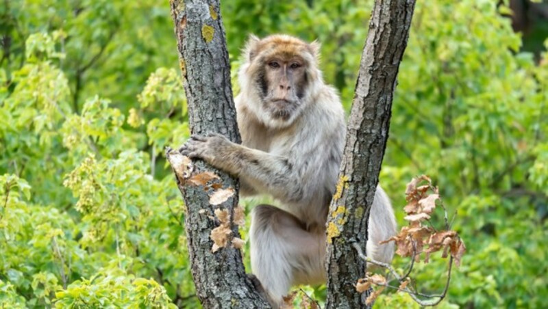 Ein Berberaffe überblickt sein neues Gehege von ganz oben. (Bild: Daniel Zupanc)