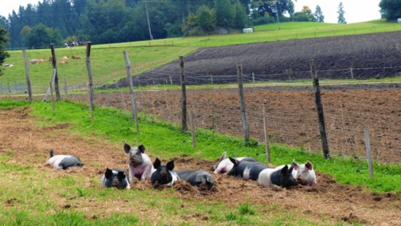 Schweine in artgerechter Freilandhaltung in Oberösterreich. (Bild: Micke Tobias)