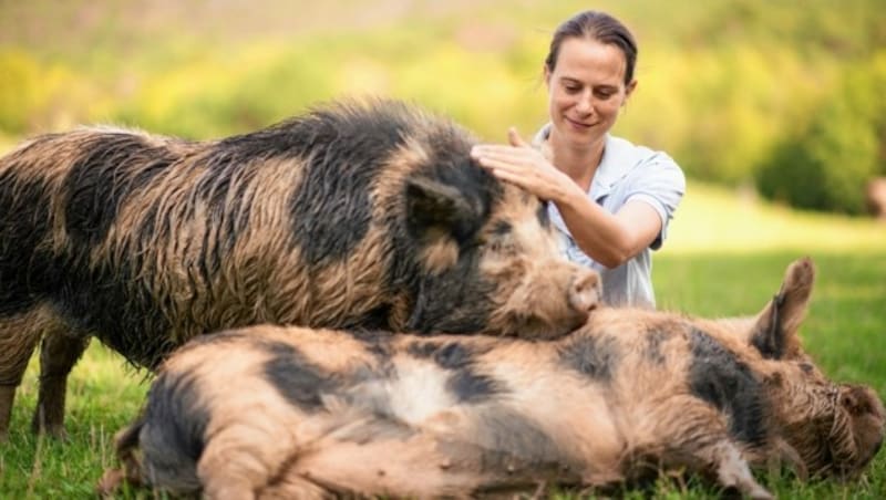 Sieben Jahre lang erforschte Marianne Wondrak bei Bad Vöslau das Verhalten von Schweinen. Und sie entdeckte dabei Erstaunliches. (Bild: ISABELLE GRUBERT)