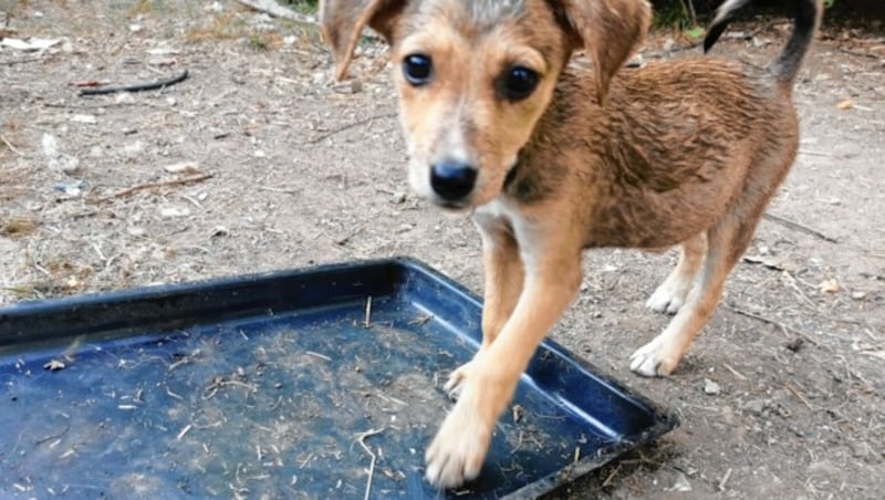 Ein Herz für Hunde (Bild: Michael Midzan)