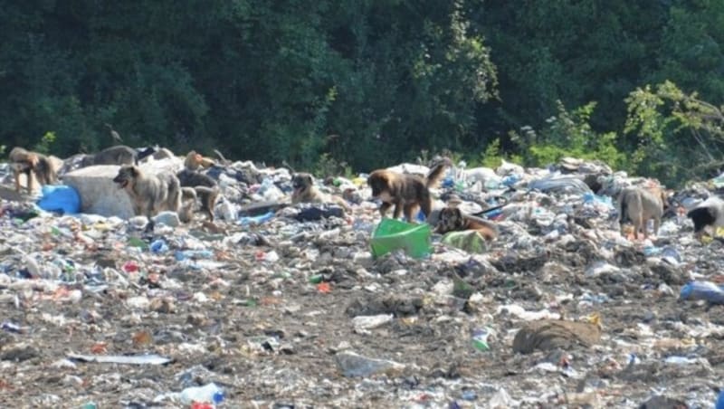 Ein Herz für Hunde (Bild: www. bandarra-faustino.ch)