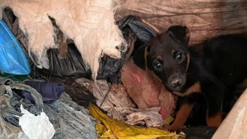 Ein Herz für Hunde (Bild: Christa Blümel)