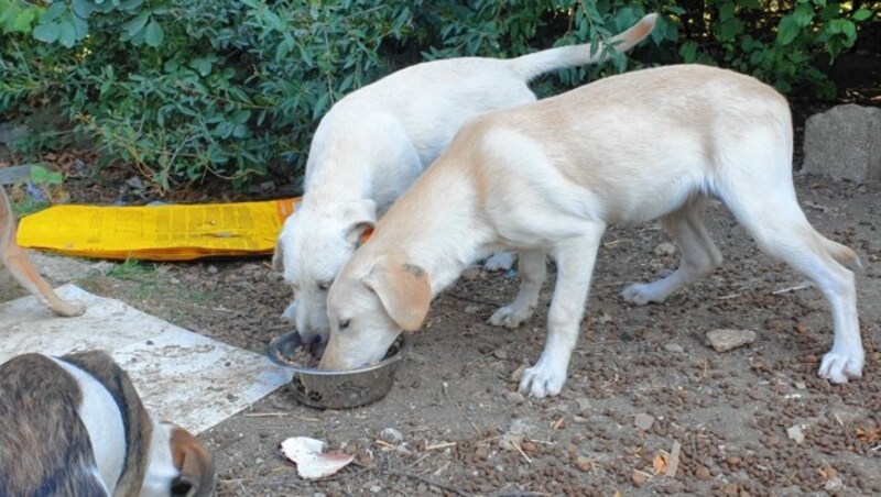 Ein Herz für Hunde (Bild: Christa Blümel)