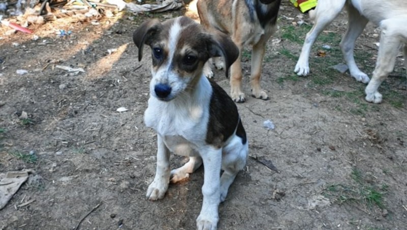 Ein Herz für Hunde (Bild: Christa Blümel)