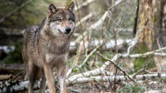Die Rückkehr des Wolfes wird nicht von jedem begrüßt. (Bild: ©Ralph Lear - stock.adobe.com, Symbolbild)