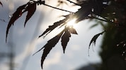 Am Wochenende lässt sich die Sonne wieder blicken, doch ab nächster Woche folgen wieder Wolken und Regen (Symbolbild).  (Bild: ©Takuya Okino - stock.adobe.com)