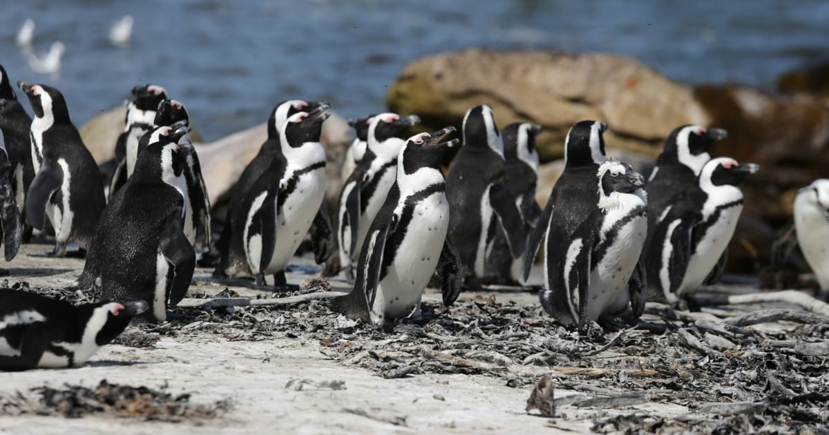 Dozens of African penguins die of bird flu in South Africa Today
