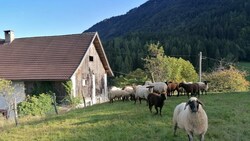 Auf dieser Wiese wurde eine Schaf getötet. (Bild: ZvG)