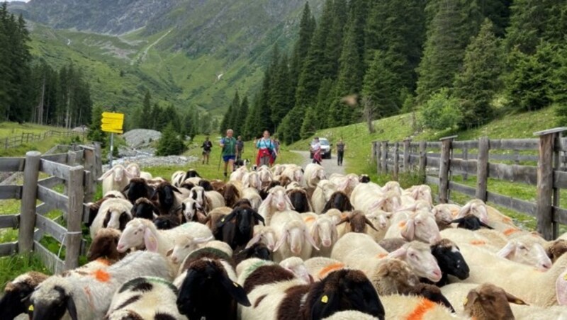 Hunderte Schafe mussten heuer wegen zahlreicher Wolfsattacken vorzeitig von den Almen abgetrieben werden. (Bild: Liebl Daniel)