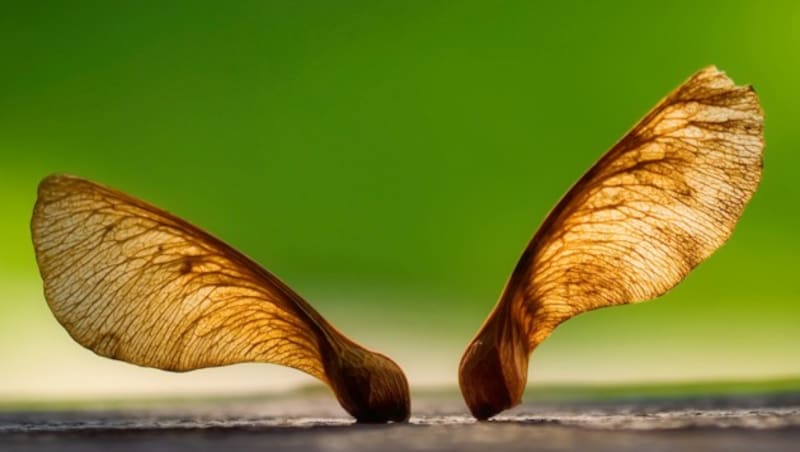 Die flugfähigen Samen des Ahorn können bei passenden Windverhältnissen große Distanzen zurücklegen. (Bild: stock.adobe.com)