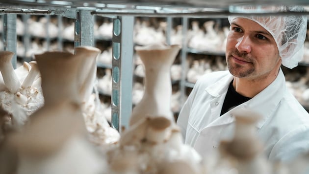 600 Tonnen Pilze wurden im Fleischlos-Betrieb von Thomas Neuburger schon verarbeitet. (Bild: Markus Wenzel)