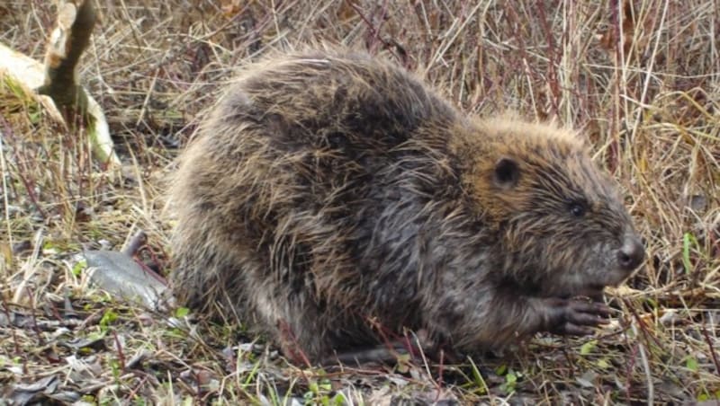 Bis vor vier Jahren gab es für Landwirte in Königsdorf kein Problem mit Bibern. Vor zwei Jahren ging’s los. Heuer ist die Saison extrem. (Bild: Scharinger Daniel)