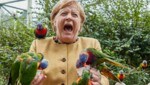 Die deutsche Kanzlerin Angela Merkel fütterte im Vogelpark Marlow australische Loris und wurde dabei gebissen. (Bild: APA/dpa/Georg Wendt)