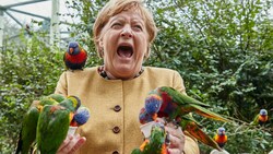 Die deutsche Kanzlerin Angela Merkel fütterte im Vogelpark Marlow australische Loris und wurde dabei gebissen. (Bild: APA/dpa/Georg Wendt)