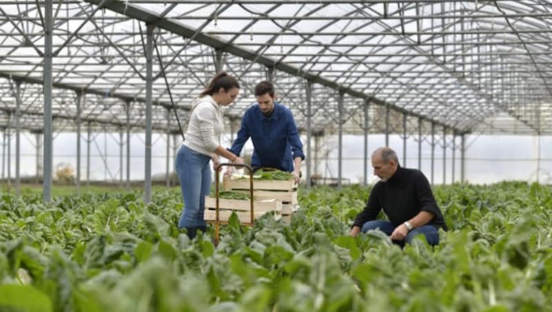 Obst- und Gemüseanbau im Glashaus macht unabhängiger von Importen, versiegelt aber auch hektarweise Boden. (Bild: stock.adobe.com)