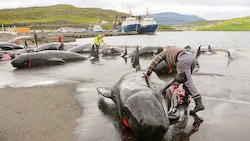 Bereits im September 2021 kam es auf den Faröer-Inseln zur Massentötung von Delfinen und delfinähnlichen Grindwalen. Trotz Aufschrei wurde nun eine weitere Walschule abgeschlachtet. (Bild: stock.adobe.com/Uladzimir, Krone KREATIV)