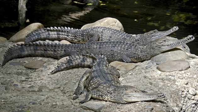 Das Australien-Krokodil lebt in Süßwasser und gehört zu den Echten Krokodilen. Von Einheimischen werden die Reptilien „freshies“ genannt. (Bild: ©Mikhail Blajenov - stock.adobe.com)