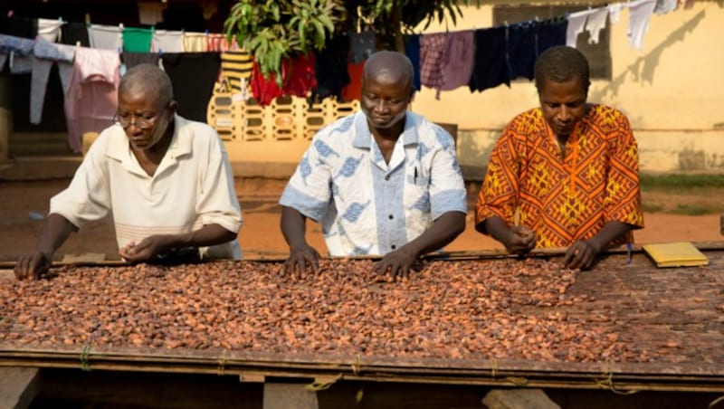 Kakaobauern in Ghana (Bild: mariekevandervelden)