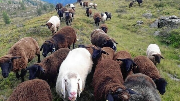 Diese Schafherde ist im Bereich Teuchlspitze verschwunden. (Bild: Günther Egger)