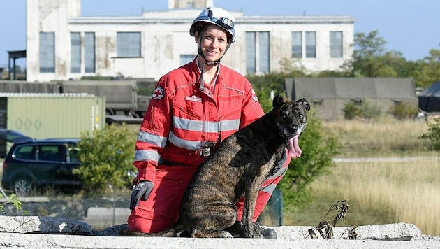 Nach Erdbeben oder Hauseinstürzen sind sie stets zur Stelle: die Suchhunde-Mannschaften des Roten Kreuzes. (Bild: P. Huber)