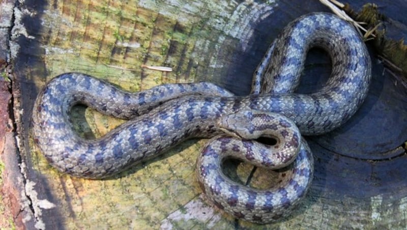 Die Natter wurde eingefangen und in der Natur ausgesetzt (Bild: Esterbauer)