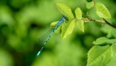 Vogel-Azurjungfer: Die kleine Libelle wohnt in einem Natura-2000-Gebiet. (Bild: stock.adobe.com)