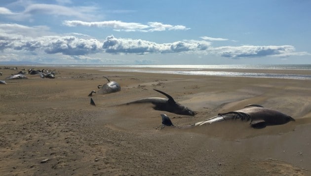 Dieses Bild stammt vom Juli 2019. Es zeigt verendete Grindwale am Longufjorur-Strand im Nordwesten Islands. Nun ist es wieder zu einer ähnlichen Katastrophe gekommen. (Bild: AFP)