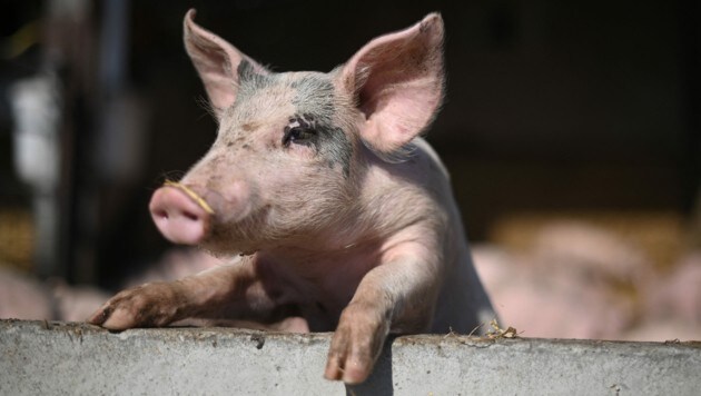 Den Briten fehlen nach den Lkw-Fahrern nun auch die Schlachter - die ersten Bauern mussten deswegen Hunderte Schweine keulen. (Bild: AFP)