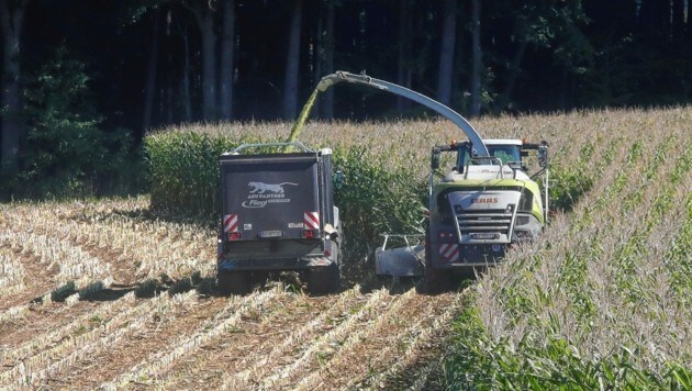 Mais zählt zu den wichtigsten Futterpflanzen in Kärnten; dafür verschwindet die Ackerbohne. (Bild: Pressefoto Scharinger © Daniel Scharinger)