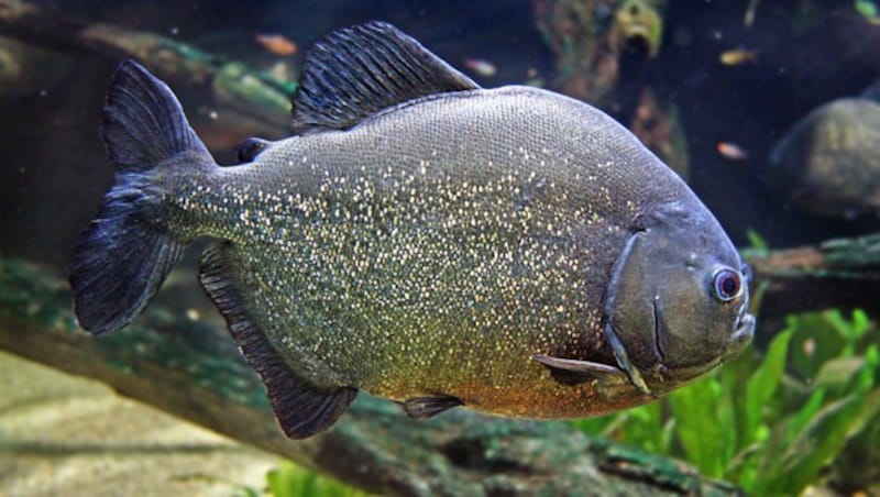 Dem Piranha eilt ein blutrünstiger Ruf voraus. (Bild: Haus des Meeres / Sylvia Mayrhofer)