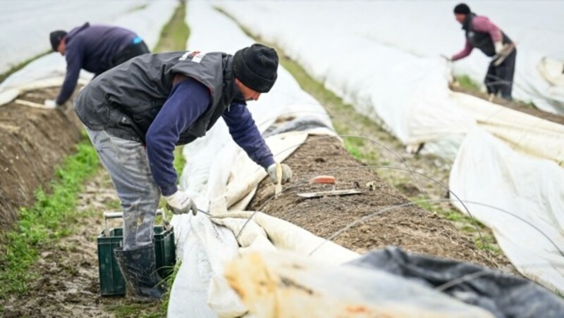 Viele Saisonarbeiter aus der Ukraine werden im Obst- und Gemüseanbau fehlen (Bild: Alexander Schwarzl)