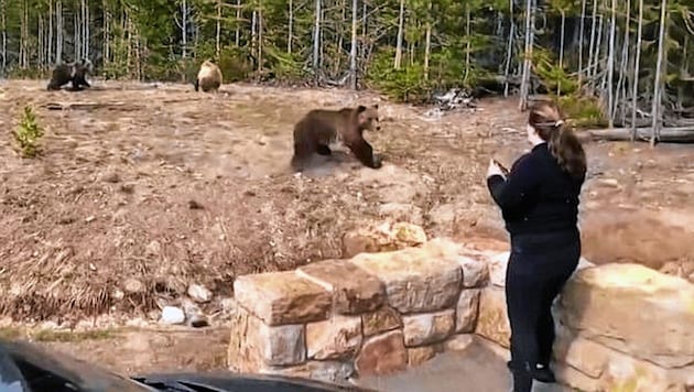 Um ein Foto zu machen, ging die Frau immer näher an die Grizzly-Familie heran. (Bild: Yellowstone Natonal Park)