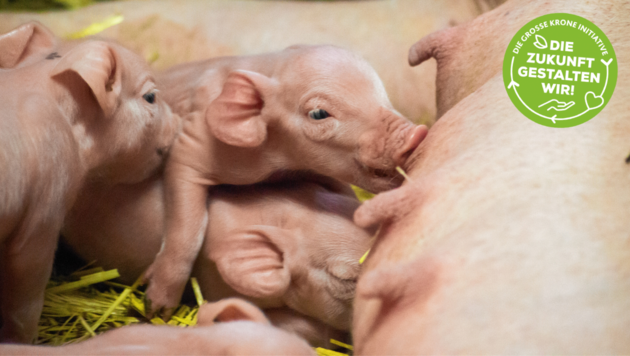 Den Ferkeln und Muttersäuen geht‘s gut. (Bild: Evelyn Hronek Kamerawerk)