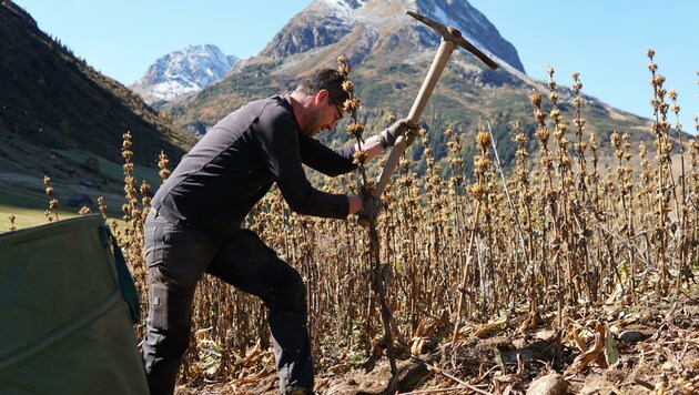 Mit dem Pickel holt Hermann Lorenz die Wurzeln aus dem Boden. (Bild: LK Tirol/Singer)