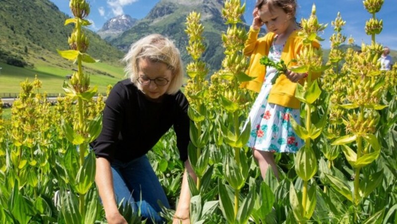 2019: Alexandra Lorenz und Tochter Paulina helfen beim Jäten. Der Pflegeaufwand für die Enzian-Pflanzen ist enorm. (Bild: Forcher/Fotoworxx Christian)