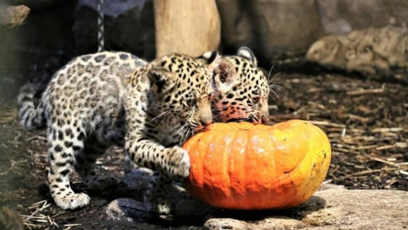 Auch die kleinen Leoparden hatten mit dem Kürbis eine Freude. (Bild: Zoo Salzburg)