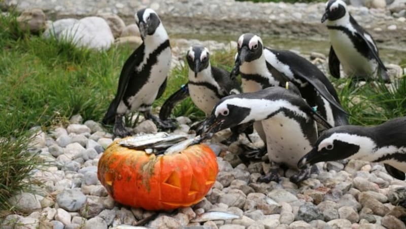 Der Kürbis der Pinguine war mit Nahrung gefüllt. (Bild: Zoo Salzburg)