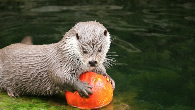 Der Fischotter nutzte den Kürbis als Spielzeug. (Bild: Zoo Salzburg)